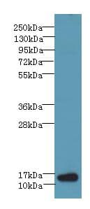 BATF Antibody