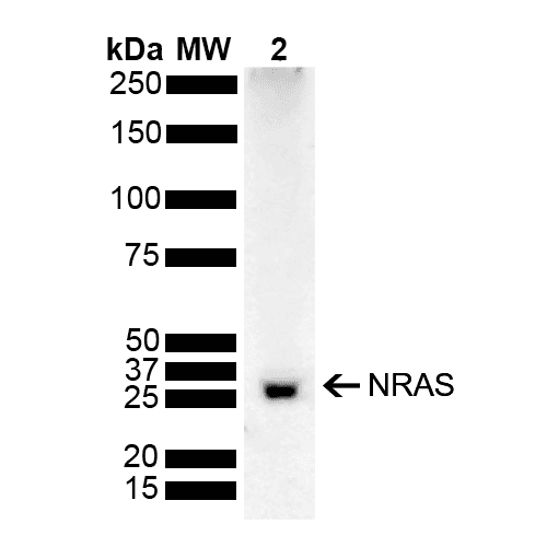 NRAS / N-ras Antibody (Biotin)