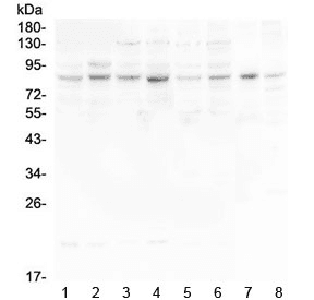 HOOK3 Antibody