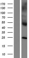 CLECSF6 / DCIR Protein (Over-Expression Lysate Myc-DDK (Flag))