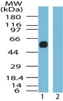 Polyclonal Rabbit anti-Human SSTR5 Antibody (aa300-350, WB)