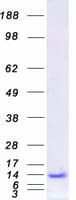 Human PCBD1 / PHS Protein (Recombinant Myc-DDK (Flag))
