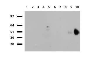 CD19 Antibody (clone UMAB103, Carrier-free)
