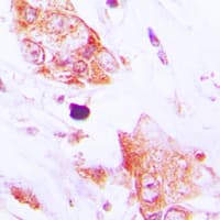 CDC42EP2 Antibody (N-Terminus)