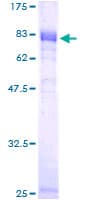 Human NFIL3 Protein (Recombinant GST)