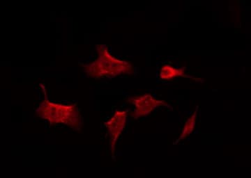 ABL1 / c-ABL Antibody