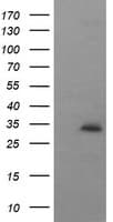 SYP / Synaptophysin Antibody (clone OTI1B10, Carrier-free)