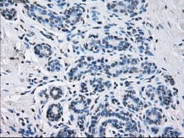 Monoclonal Mouse anti-Human SORD / Sorbitol Dehydrogenase Antibody (clone OTI9E7, IHC, IF, WB)