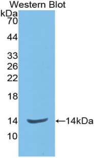 CD105 Antibody (aa26-136)