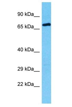 RFX8 Antibody (aa321-370)