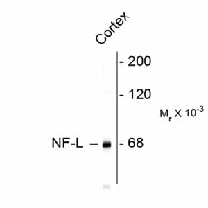 NF-L / NEFL Antibody