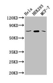 SLC20A1 Antibody