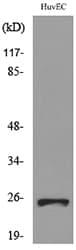CACYBP Antibody