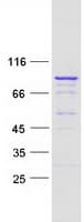 Human LRRC43 Protein (Recombinant Myc-DDK (Flag))