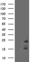 RAMP2 Antibody (clone OTI4E5)