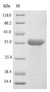 Crab-eating macaque LGMN / Legumain Protein (Recombinant 10His, N-terminus + Myc, C-terminus)