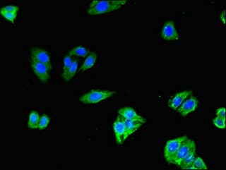 Polyclonal Rabbit anti-Human SLCO1C1 / OATPF Antibody (IHC, IF)
