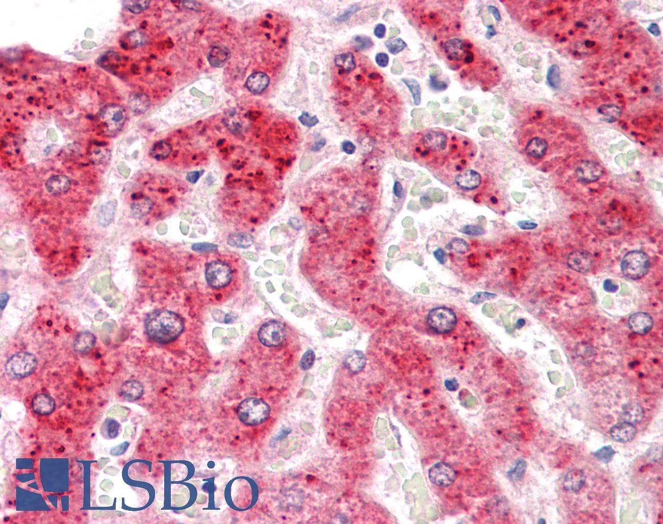 IHC-plus™ HEPACAM2 Antibody