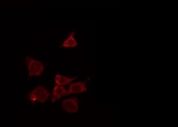 NRAS / N-ras Antibody