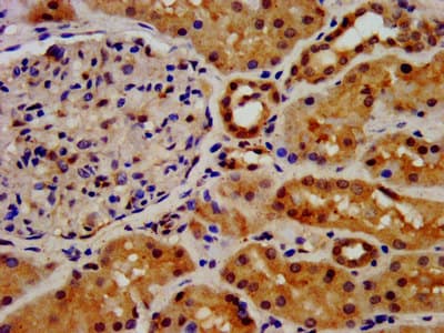 Polyclonal Rabbit anti-Human FGFRL1 Antibody (IHC, IF)