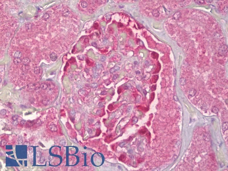 IHC-plus™ NOL3 / ARC Antibody (aa159-208)