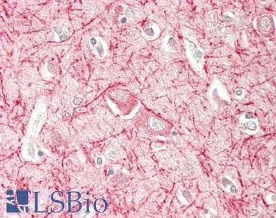 IHC-plus™ MAG Antibody (aa 25-516)