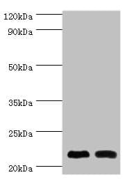 NCS1 / Neuronal Calcium Sensor Antibody (aa1-190)