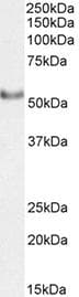 VTN / Vitronectin Antibody