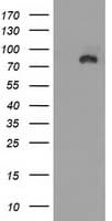 DLG3 / SAP102 Antibody (clone OTI3F2, Carrier-free)