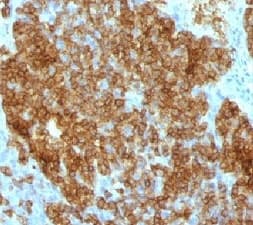 CD45RA Antibody (clone SPM568)