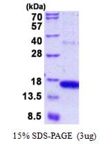 Human GOLGA7 Protein (Recombinant His)