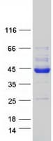 Human PDHA2 / PDH E1 Beta Protein (Recombinant Myc-DDK (Flag))