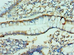 CLDN2 / Claudin 2 Antibody (aa30-230)