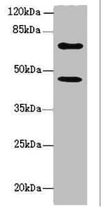 TM9SF1 Antibody