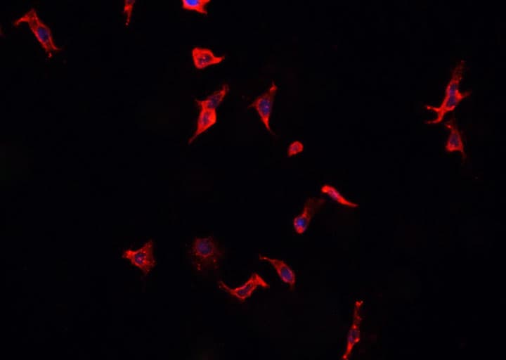 IHC-plus™ CD40 Antibody