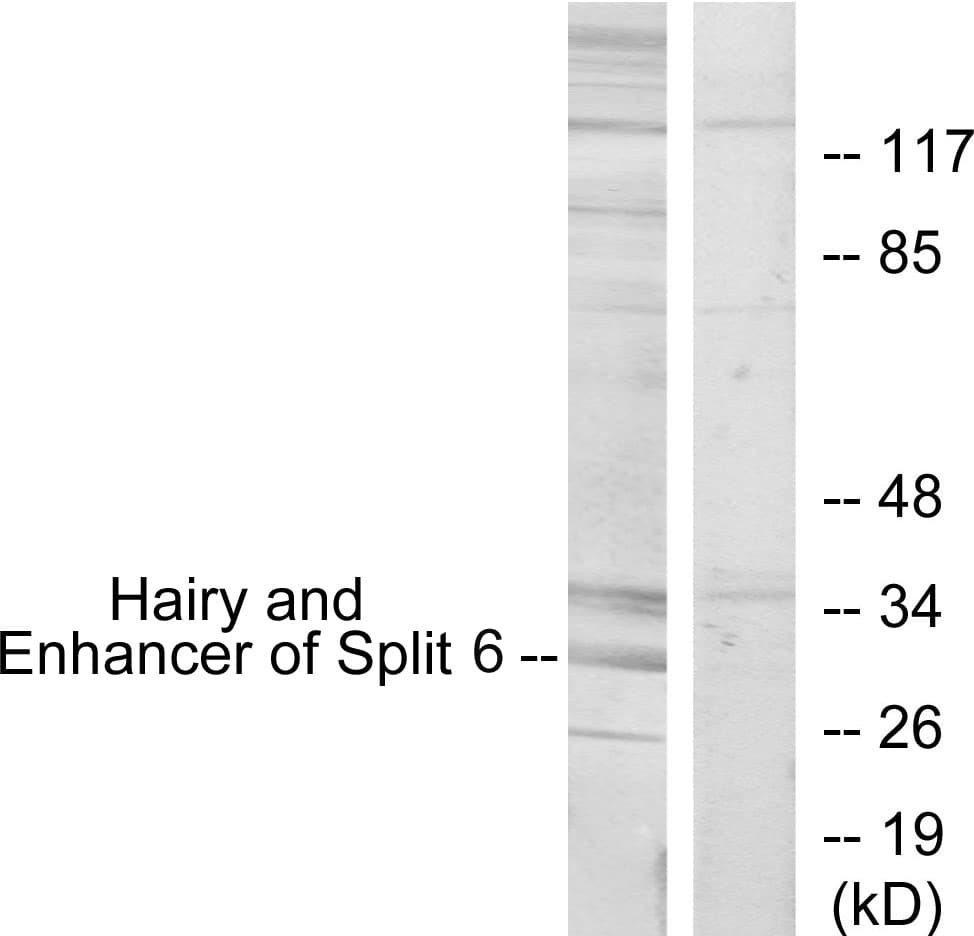 HES6 Antibody (aa1-50)