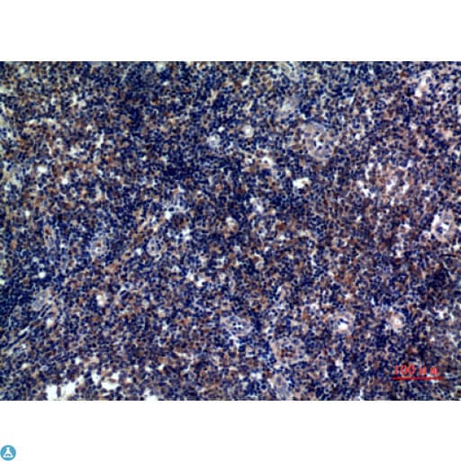 ICOS / CD278 Antibody