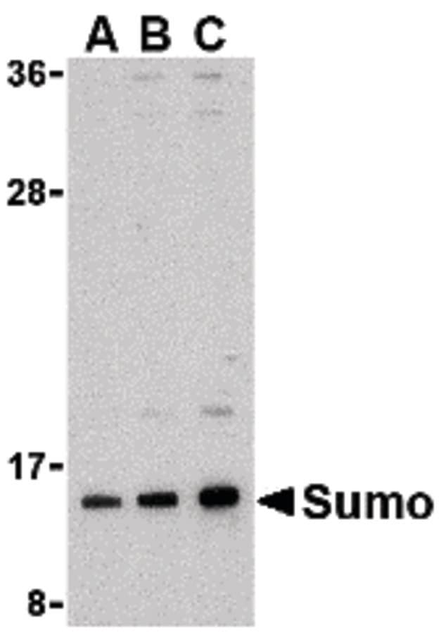 IHC-plus™ SUMO1 / SMT3 Antibody