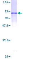 Human SYT12 / Synaptotagmin12 Protein (Recombinant GST)