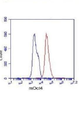 POU5F1 / OCT4 Antibody