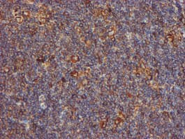 PDIA4 / ERP72 Antibody (clone OTI2B9)