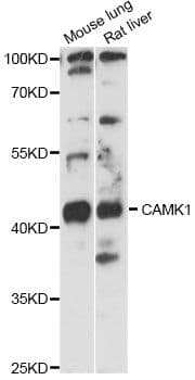 CAMK1 / CAMKI Antibody
