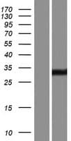 ENDOV Protein (Over-Expression Lysate Myc-DDK (Flag))