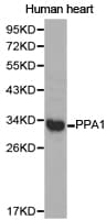 PPA1 Antibody