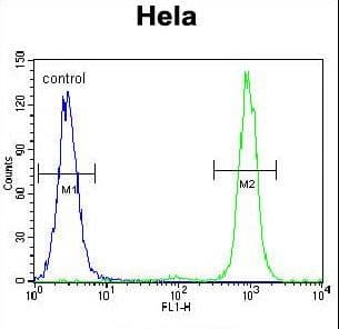 Polyclonal Rabbit anti-Human SSH3 Antibody (aa575-602, IHC, IF, WB)