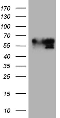 BNIPL Antibody (aa1-203, clone OTI2E8)