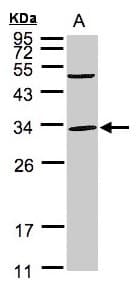 PEF1 Antibody (aa77-284)