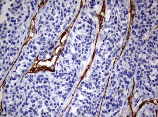 Monoclonal Mouse anti-Human PECAM-1 / CD31 Antibody (clone UMAB31, IHC, WB)