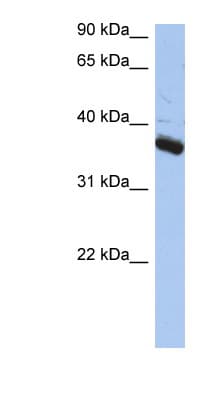 BUB3 Antibody (N-Terminus)