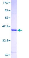 Human ISCU Protein (Recombinant GST)